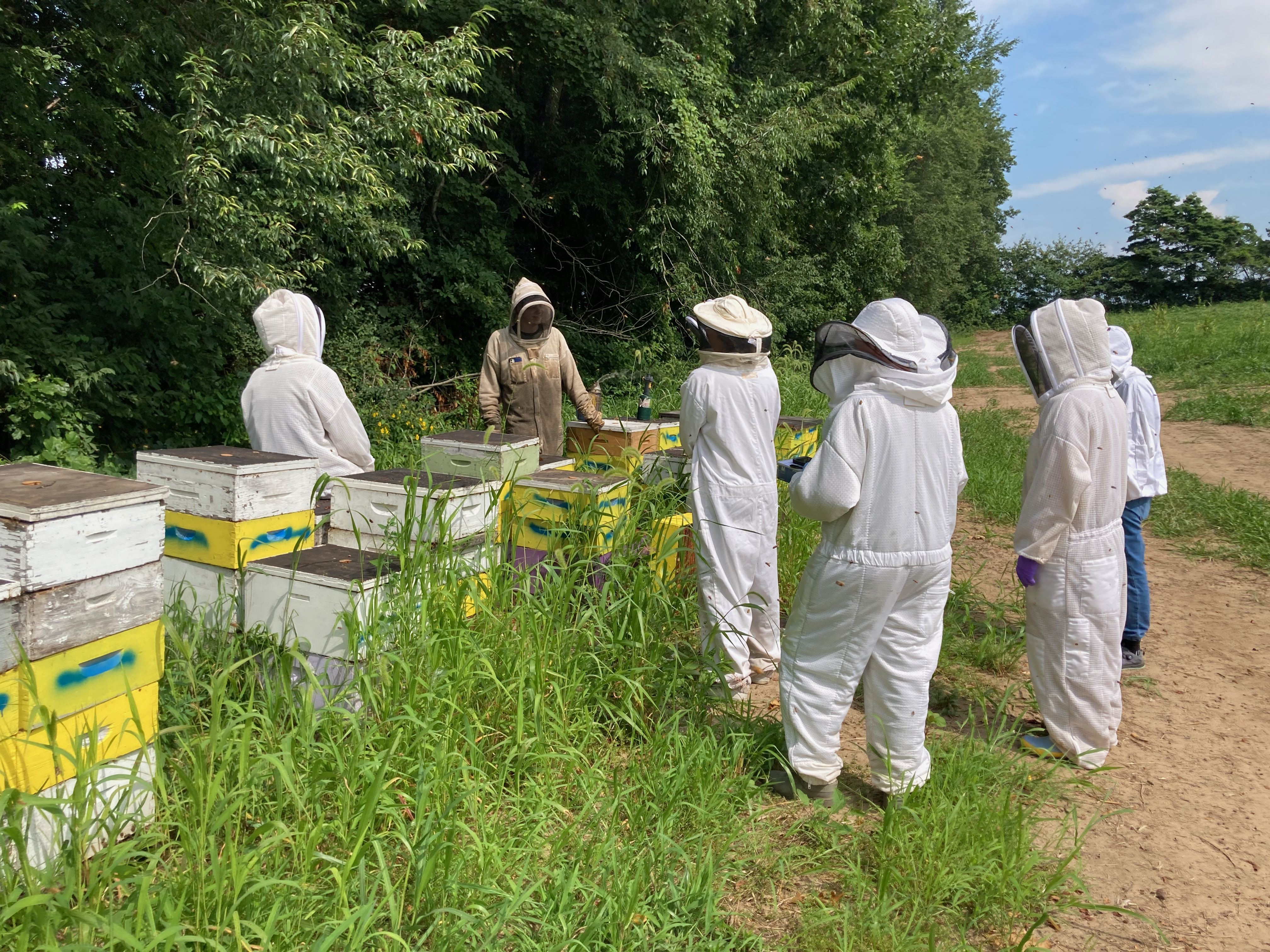 Photo of beekeepers in a bee yard